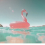 • Flamingo Vibes •
