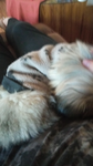 Puppy gang baby!