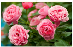 Beautiful pink flowers (you shine)