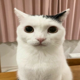 obby