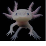 AxolotlArmygroup