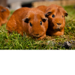 GuineaPigS.