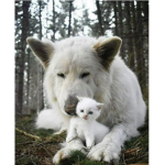 The wolfs of hell