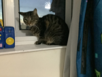 The cat group3892