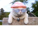 vibe cats