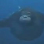 Monkeys Are Funny