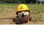 Doge Medic Team