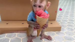 Monkeh holding icecream