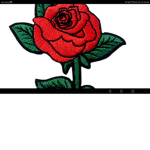 the beautiful war rose