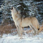 WolvesForever