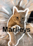 MarIieys