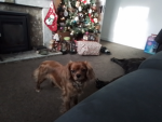 I have dogs do you like my dog