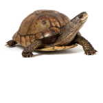 United Turtles! #team reptiles