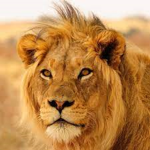lions squads