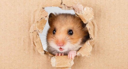 hamster home