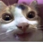 Grug