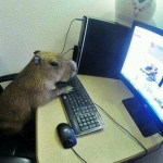 CAPYBARA :D