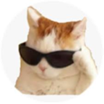 funny cat group #####