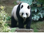 Panda support!