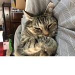 DaCat bros
