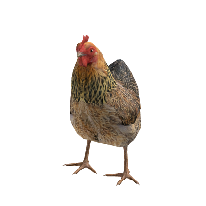 Mini Chicken