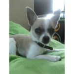 That DOG!