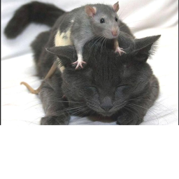 Cats Vs Rats Tycoon
