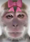 The BTS fan Clup