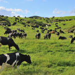 Until The Cows Come Home