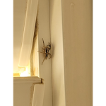 No spiders