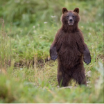The Bears Hangout (Only Real Bears)