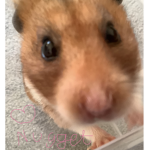 #Hamster Army!
