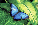 Butterfly and animal squad!