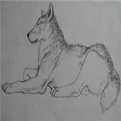 Wolf (Drawing) Roblox decal