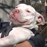 [FREE] Republic Pitgrounds