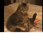 Cat go ratatata