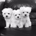 puppy group fan