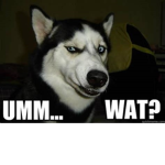 What is the dog actually doin?