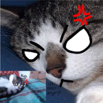 aNgErY kitties