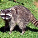 Trash Pandas