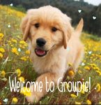 GROUPIE :}