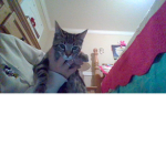 Allison The Cat