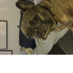 Dogejames group