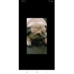 Vivipugg