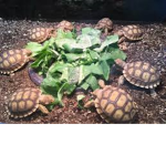 Turtle nation with Turtles