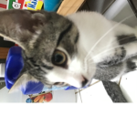 Cats unIted love cats
