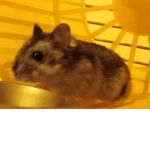 Skdbsknsk