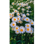 Dandelions 4 life