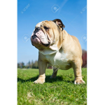 Bulldogs Rule!!!!!!