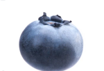 ZackAnimatez Blueberry Group